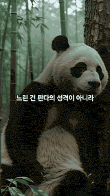 판다 편