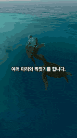 바다거북 편