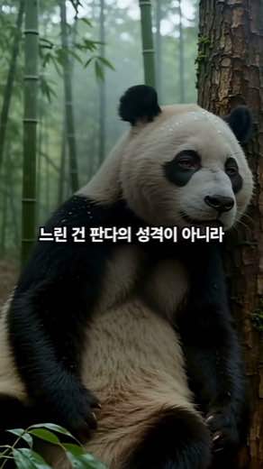 판다