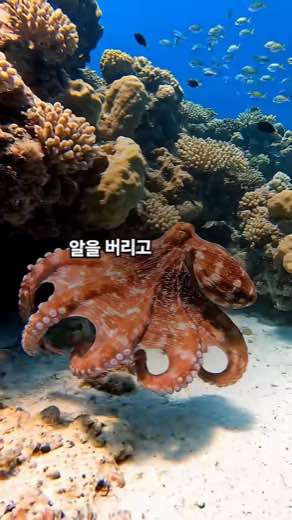 문어