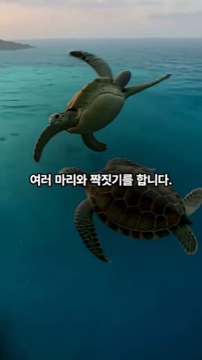 바다거북