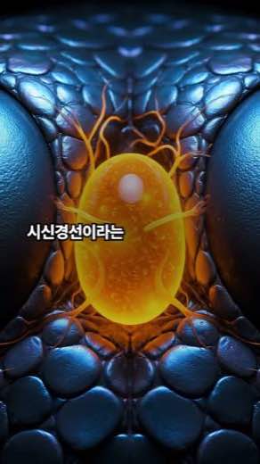 문어 편 도해